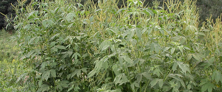 Giant Ragweed – Ambrosia trifida